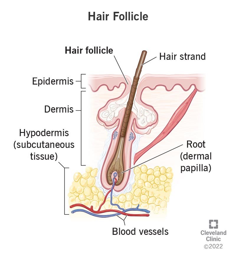 hair follicle hair follicle